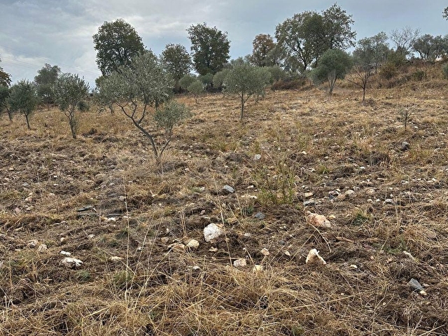 satılık  16637M2TARLA İÇİNDE 200 adet zeytin olan - Görsel 17