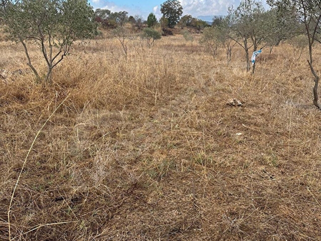satılık  16637M2TARLA İÇİNDE 200 adet zeytin olan - Görsel 19
