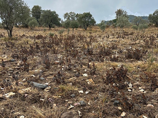 satılık  16637M2TARLA İÇİNDE 200 adet zeytin olan - Görsel 24