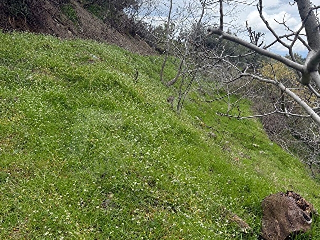 BABADAĞ CUMHURİYETTE BAKIMLI YAPI YAPILABİLEN BAĞ - Görsel 12