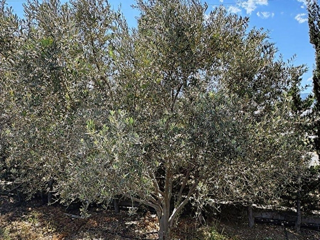 KARALARBAHŞİŞTE İMARLI ARSA VE KÖY EVİ GÖKSU NEHRİNE CEPHELİ - Görsel 3