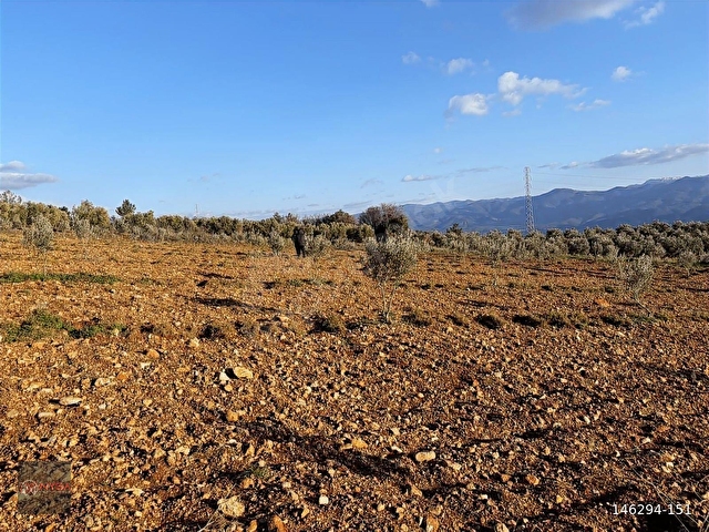 NYSA EMLAKTAN 11.587 M2 SATILIK ŞAHSİ TAPU ZEYTİNLİK - Görsel 14