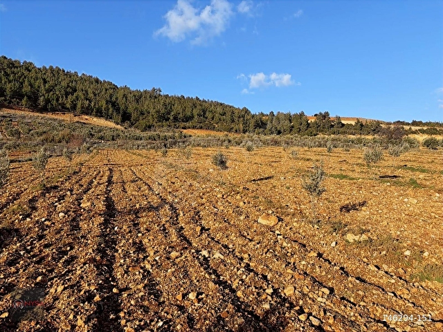 NYSA EMLAKTAN 11.587 M2 SATILIK ŞAHSİ TAPU ZEYTİNLİK - Görsel 18
