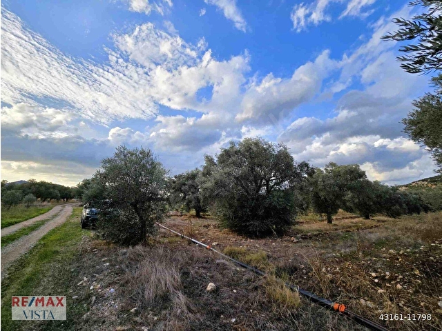 MILAS AĞAÇLIHÜYÜKTE SATILIK ÇIFTLIK ARAZISI - Görsel 10