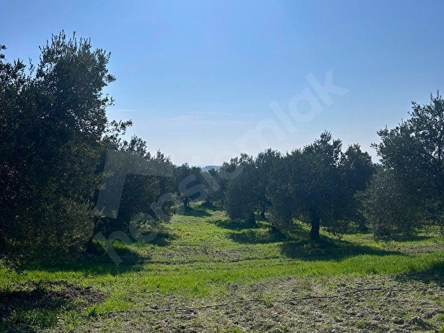 Akhisar Zeytinliovada Su Kaynaklı 20.200 m² Yatırımlık Zeytinlik - Görsel 13