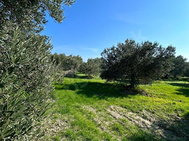 Akhisar Zeytinliovada Su Kaynaklı 20.200 m² Yatırımlık Zeytinlik - Görsel 17
