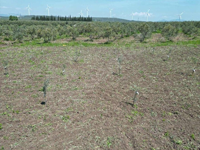 DOĞUCA MAHALLESİNDE SATILIK 810 M2 TARLA - Görsel 6