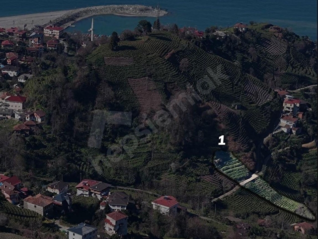 RİZE BALIKÇILAR SATILIK 7620 m2 ÇAY BAHÇESİ VE 2 KATLI BAKIMLI EV - Görsel 7