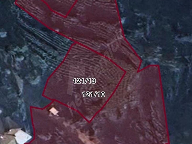 RİZE BALIKÇILAR SATILIK 7620 m2 ÇAY BAHÇESİ VE 2 KATLI BAKIMLI EV - Görsel 14