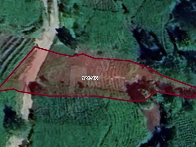RİZE BALIKÇILAR SATILIK 7620 m2 ÇAY BAHÇESİ VE 2 KATLI BAKIMLI EV - Görsel 16
