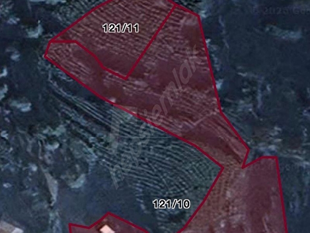 RİZE BALIKÇILAR SATILIK 7620 m2 ÇAY BAHÇESİ VE 2 KATLI BAKIMLI EV - Görsel 13