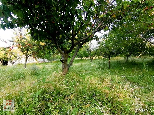 1 Haftalık Plan Savaştepede 11.317 M2 Meyve Bahçesi - Görsel 6