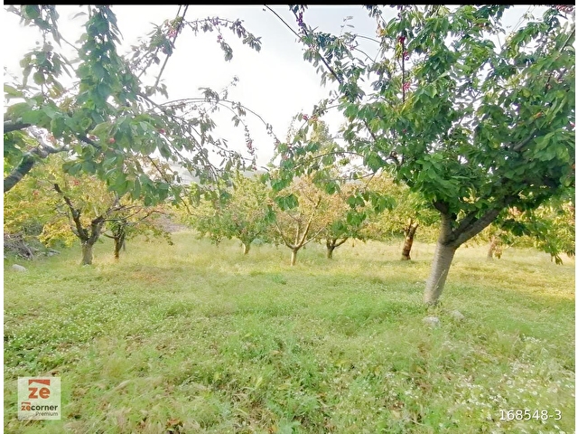 1 Haftalık Plan Savaştepede 11.317 M2 Meyve Bahçesi - Görsel 5