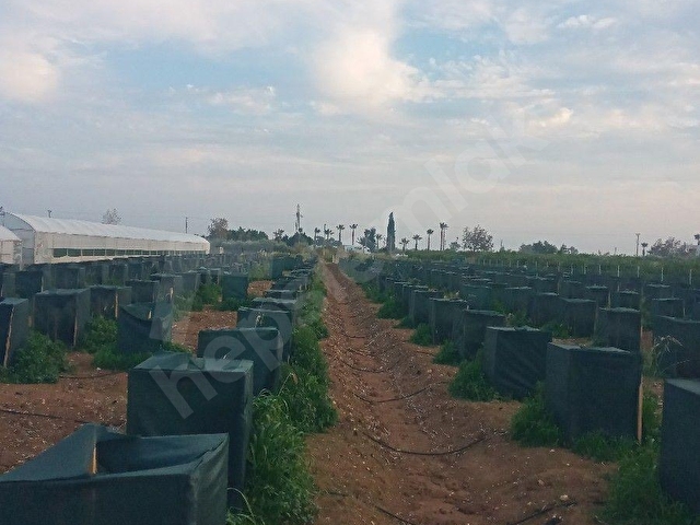 COŞKUN EMLAKTAN MERSİN SİLİFKE ATAKENT KAPIZLIDA D-400 KARAYOLUNA YAKIN SATILIK AVAKADO BAHÇESİ
