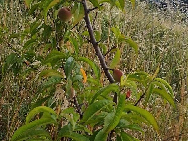Yapıldak Saltık Mevkii Denize Yakın Hisseli Tarla - Görsel 15