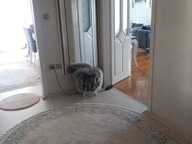 Gaziantep Satilik Kedi
