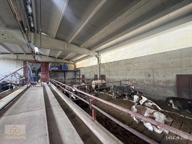 KREDİYE UYGUN BOL SU/ELEKTİRİK 350BAŞLIK SIYIRICILI HAZIR AHIR - Görsel 13