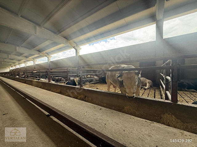 KREDİYE UYGUN BOL SU/ELEKTİRİK 350BAŞLIK SIYIRICILI HAZIR AHIR - Görsel 11