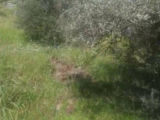 KACIRILMAYACAK FIRSAT SELCUK CAMLIKTA - Görsel 18