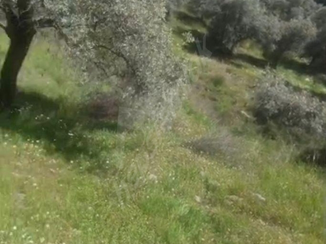 KACIRILMAYACAK FIRSAT SELCUK CAMLIKTA - Görsel 13