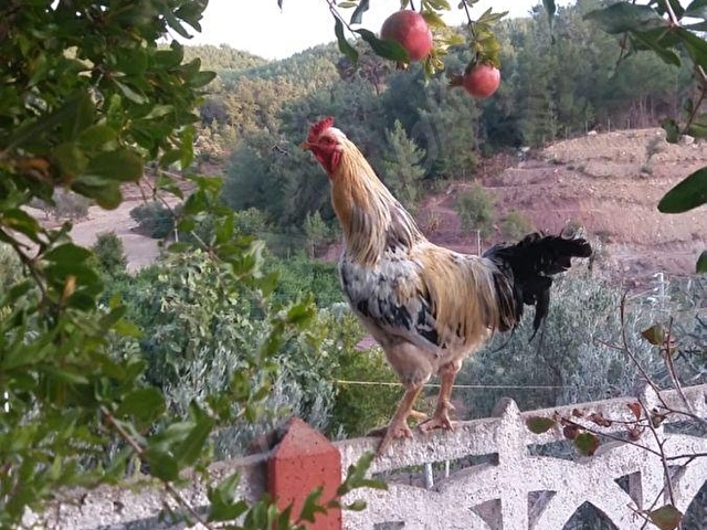 Seferihisar Orhanlı Satılık