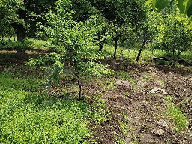 SANDIKLI İLÇESİ KARACAÖREN DE SATILIK KÖY İÇİ MEYVE BAHÇESİİ - Görsel 25