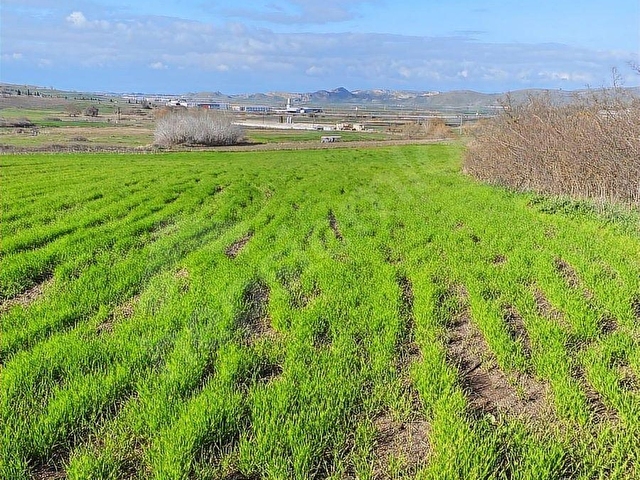 BOĞAZKÖYDE İMAR SINIRINDA 17.700M2 TARLA - Görsel 11