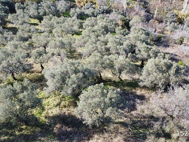 Lenora Gayrimenkülden Çakırbeyli Mah. 13.592 m2 Tek Tapu Satılık Tarla - Görsel 12