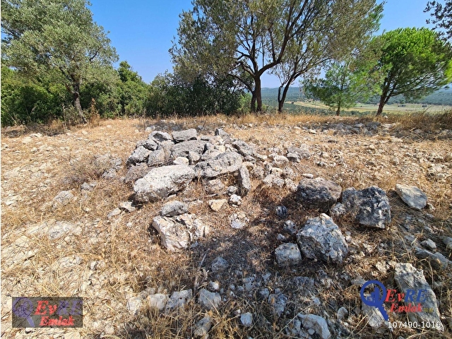 EvRE Emlaktan Ayvalıkta Deniz Manzaralı Satılık Zeytinlik - Görsel 21
