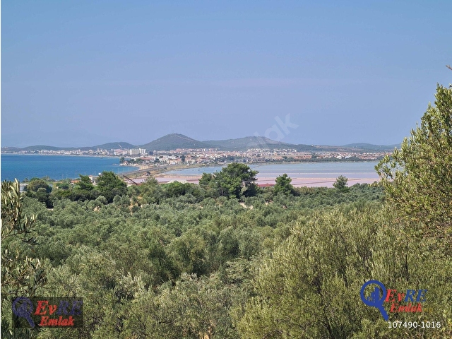 EvRE Emlaktan Ayvalıkta Deniz Manzaralı Satılık Zeytinlik - Görsel 20
