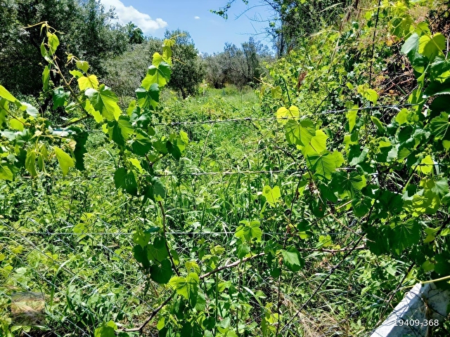 PELİTKÖY DE 300 M2 BAHÇE RESMİ YOLU VAR. ELEKTRİK DİBİNDE. - Görsel 23