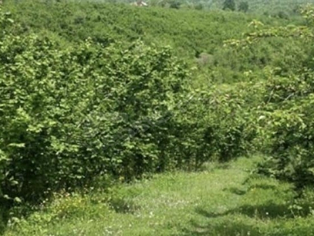 Ordu Altınordu’da müfrez fındık bahçesi