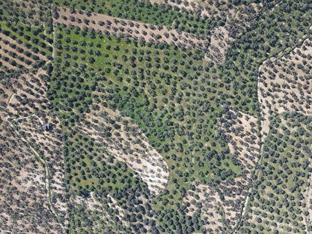 Pelitköyde 150 Asırlık Ağaç Resmi Yol Cepheli Satılık Zeytinlik - Görsel 19