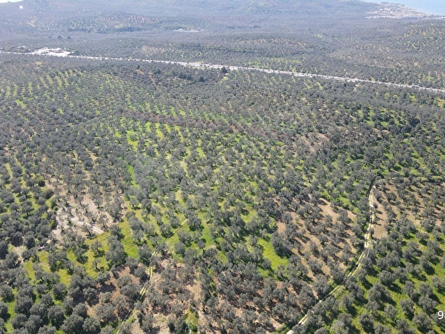 Pelitköyde 150 Asırlık Ağaç Resmi Yol Cepheli Satılık Zeytinlik - Görsel 16