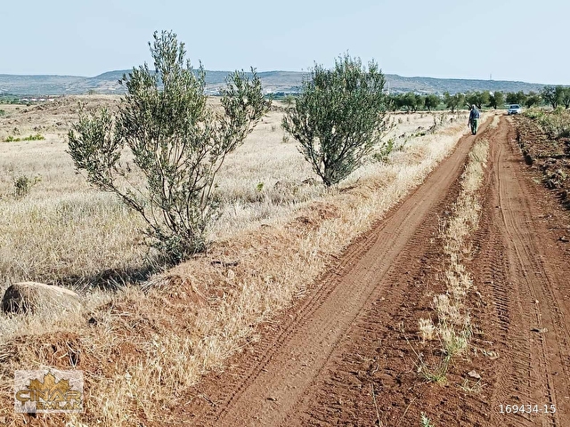 ÇINAR EMLAKtan AKINCIDA RESMİ YOL ÜZERİ ZEYTİNLİK - Görsel 10