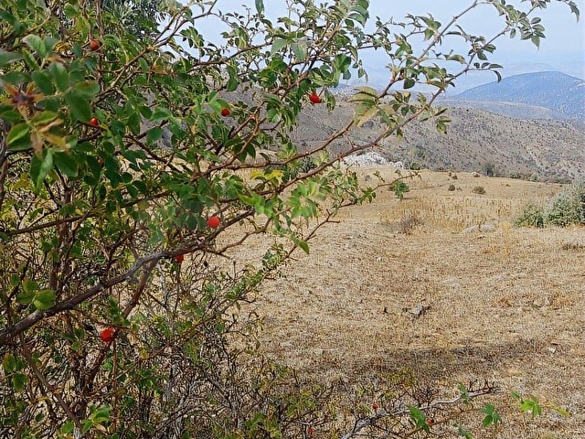 NOVADAN ÇUBUK KÜÇÜKALİDE,MERA YANINDA 7790 M2 TARLA-FİYAT DÜŞTÜ - Görsel 20