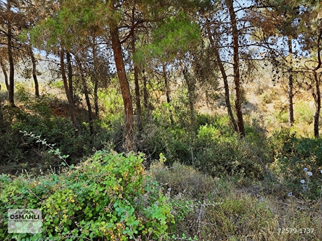 İMARA 500 METRE OSMANELİ MERKEZDE 3.786 M2 YATIRIMLIK BAHÇE - Görsel 19