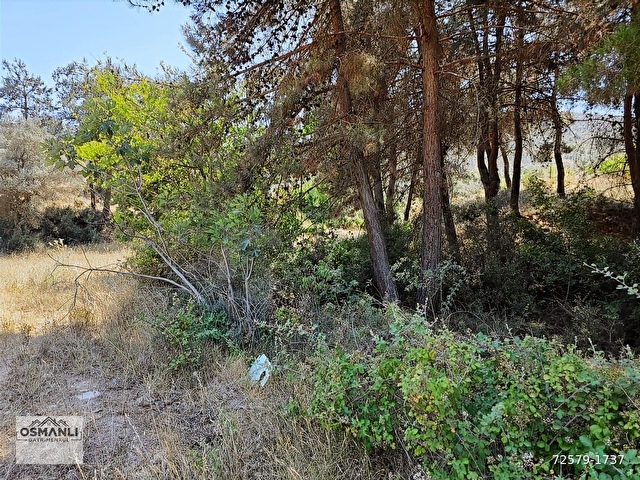 İMARA 500 METRE OSMANELİ MERKEZDE 3.786 M2 YATIRIMLIK BAHÇE - Görsel 22