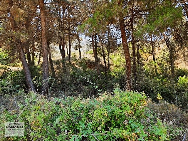 İMARA 500 METRE OSMANELİ MERKEZDE 3.786 M2 YATIRIMLIK BAHÇE - Görsel 20