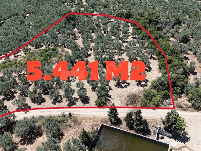 Mudanya Tirilye Satılık