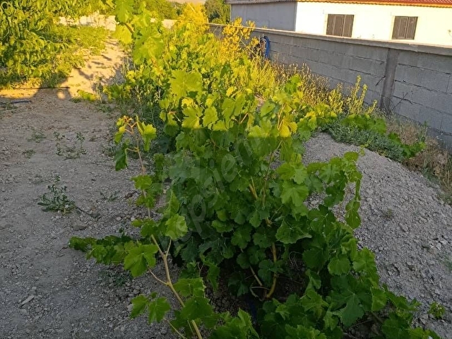 Erzincan üzümlü Yunus Emre mahallesi satılık arsa - Görsel 3