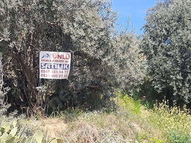 Ünlü Emlaktan İlçe merkezde zeytinlik 9,854 M2 - Görsel 4