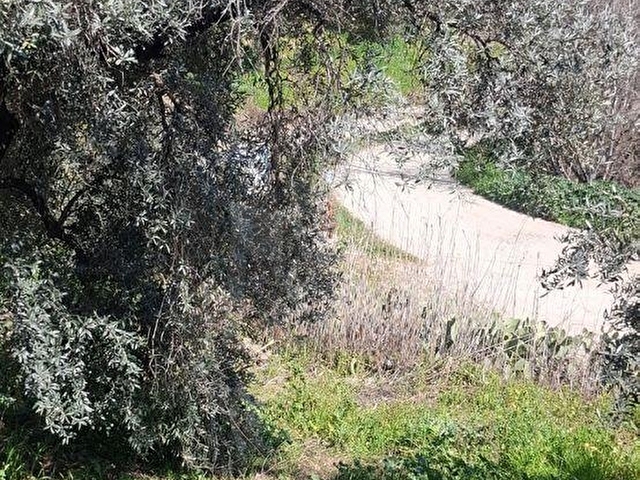 Ünlü Emlaktan İlçe merkezde zeytinlik 9,854 M2 - Görsel 24