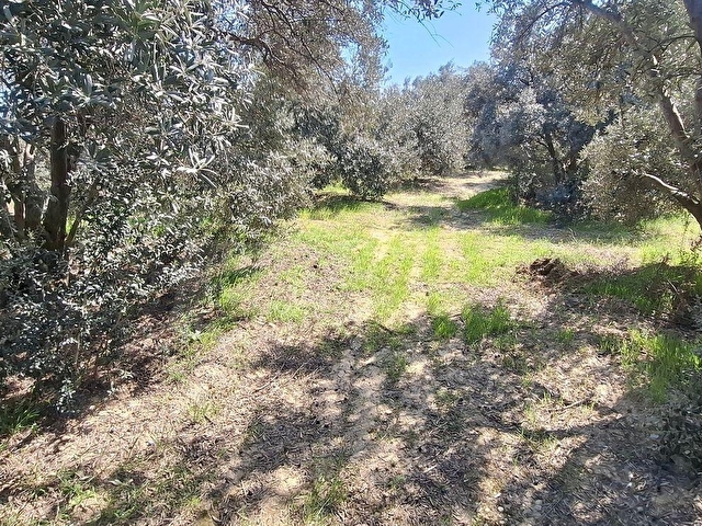Ünlü Emlaktan İlçe merkezde zeytinlik 9,854 M2 - Görsel 28