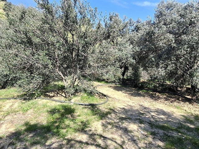 Ünlü Emlaktan İlçe merkezde zeytinlik 9,854 M2 - Görsel 13