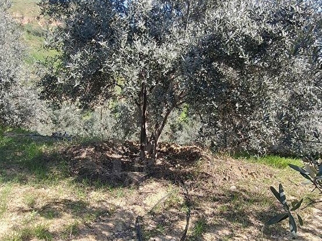 Ünlü Emlaktan İlçe merkezde zeytinlik 9,854 M2 - Görsel 18