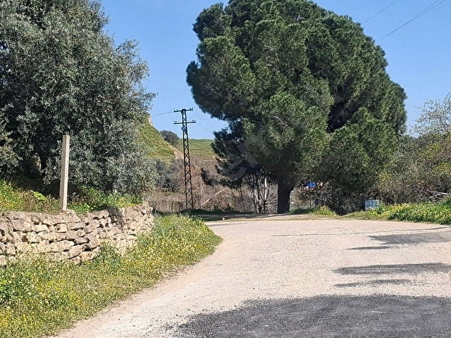 Ünlü Emlaktan İlçe merkezde zeytinlik 9,854 M2 - Görsel 5