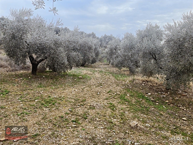 ACİL SATILIK İZMİR TORBALI ORMANKÖY DE SATILIK 4.229 m ZEYTİNLİK - Görsel 6