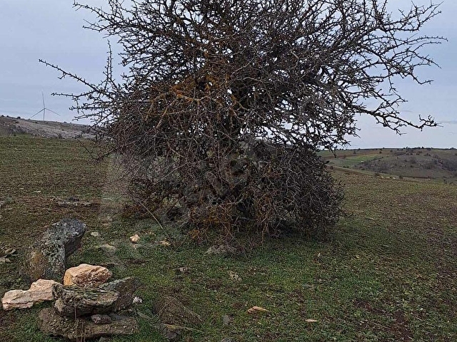BULDUKPINARI MAHALLESİNDE SATILIK 8.900 m² TARLA - Görsel 23