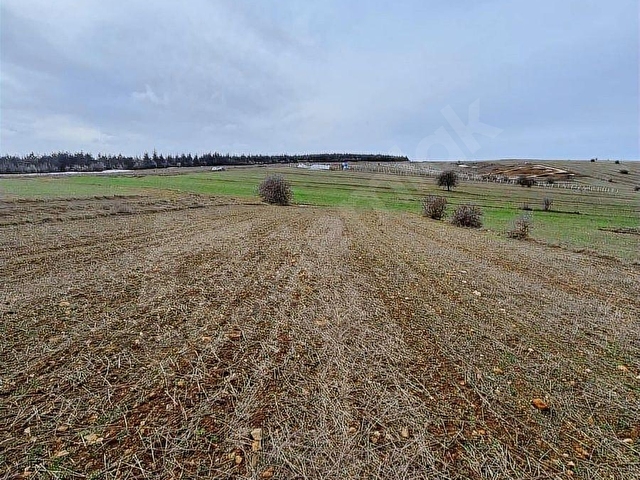 BULDUKPINARI MAHALLESİNDE SATILIK 8.900 m² TARLA - Görsel 9
